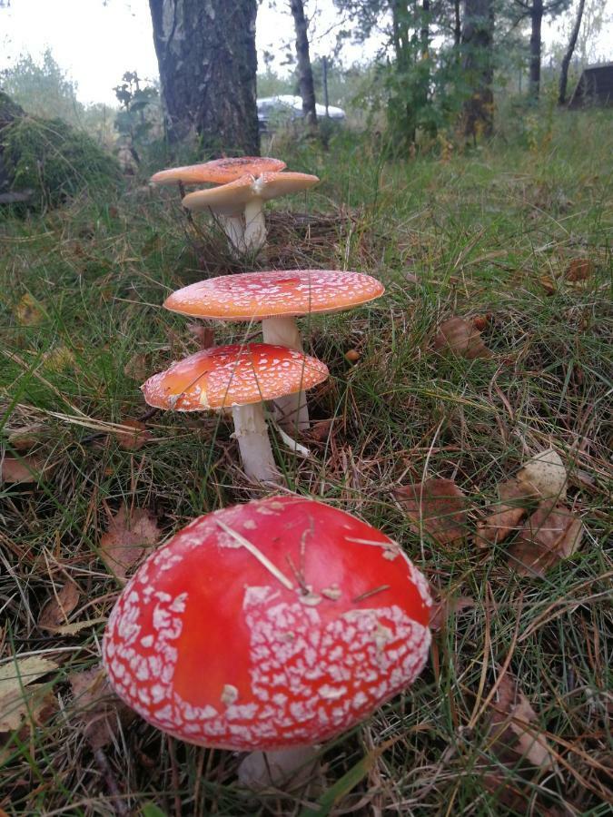 Luksusowy- Nowoczesny Dom W Lesie Villa Kowalewo Buitenkant foto