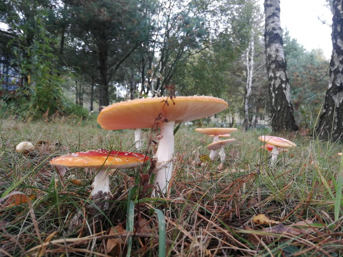 Luksusowy- Nowoczesny Dom W Lesie Villa Kowalewo Buitenkant foto